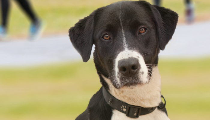 Non-consensual leg-humping dog