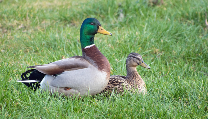 Affordable housing in Luxembourg