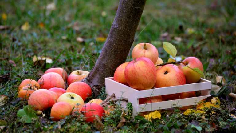 Steinsel apples Luxembourg