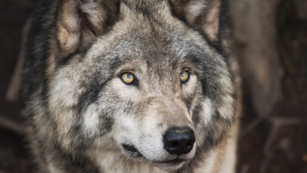 Wolf in Luxembourg moves to Belgium