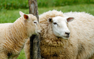 Kirchberg sheep