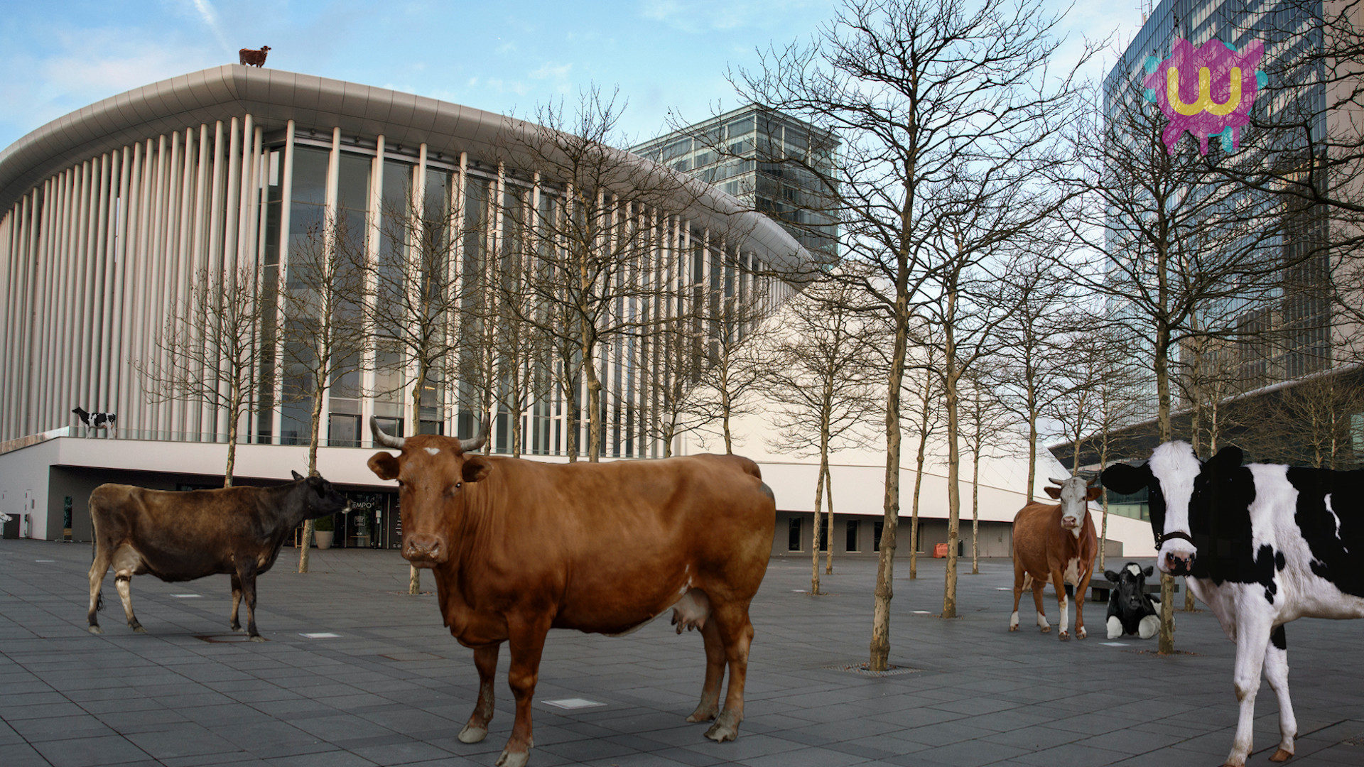 Cows in Kirchberg, Luxembourg