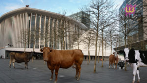 Cows in Kirchberg, Luxembourg