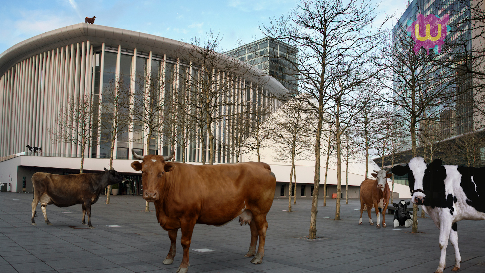 Wild cows return to Luxembourg City