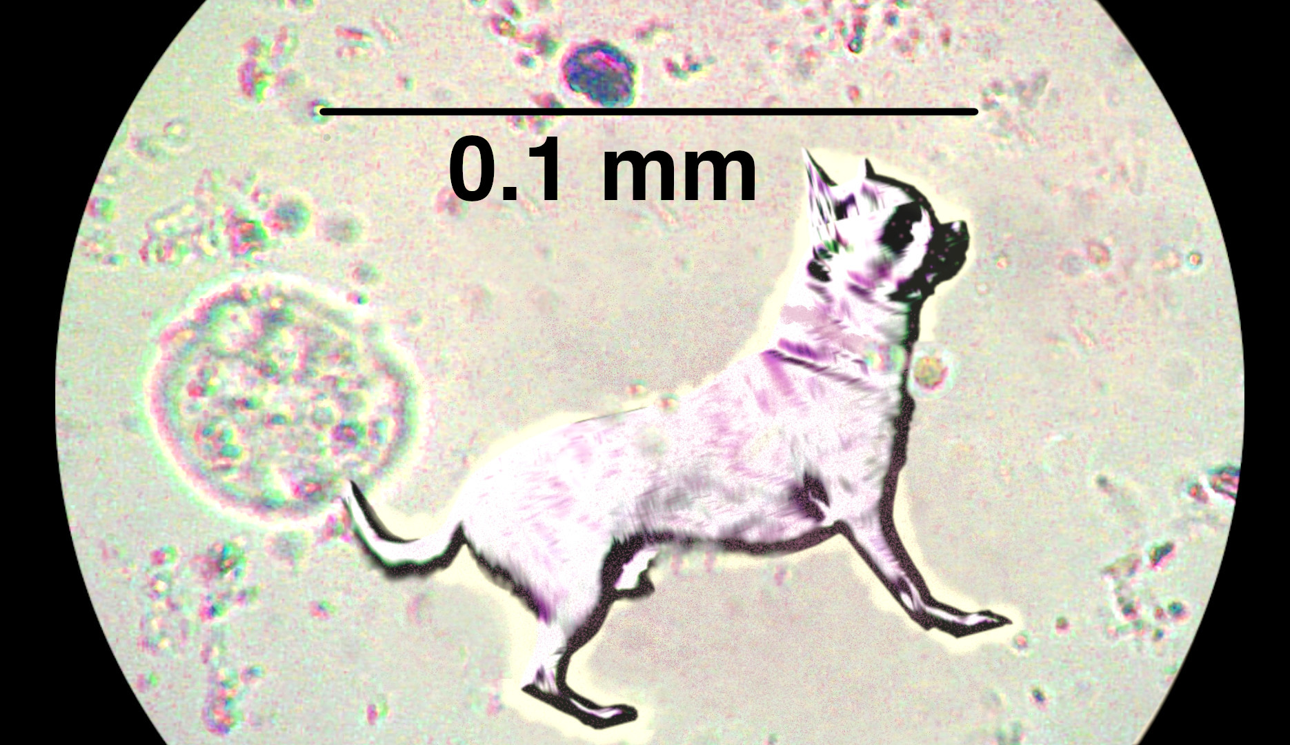 Microscopic dog