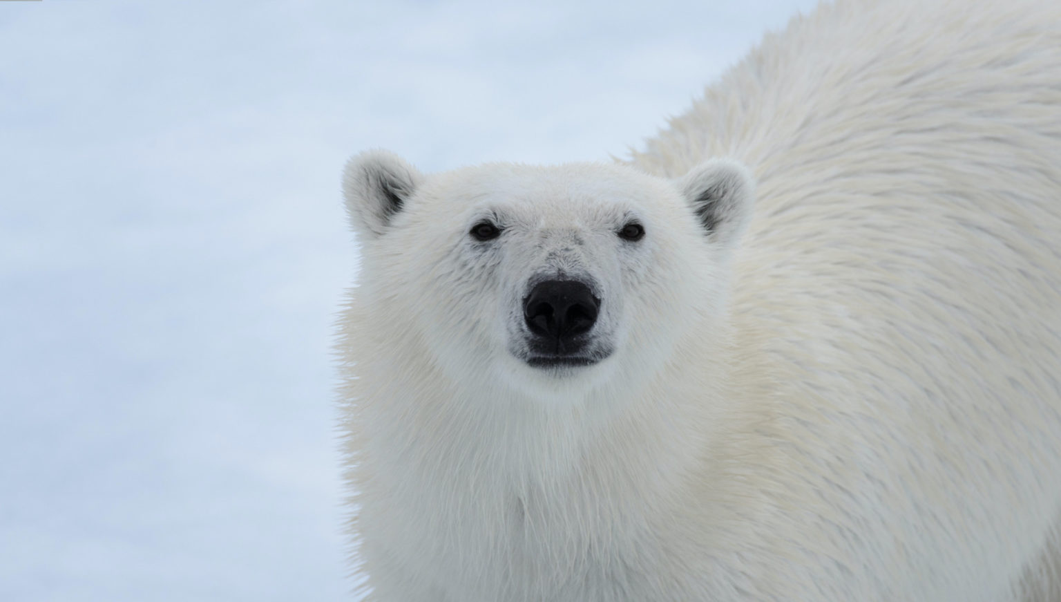Polar bear in Luxembourg