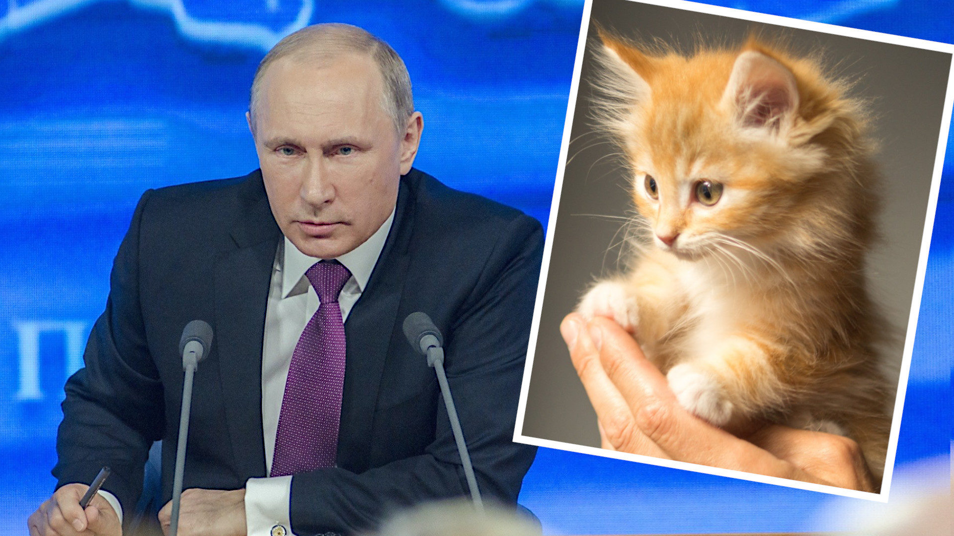 Putin NATO kitten photo