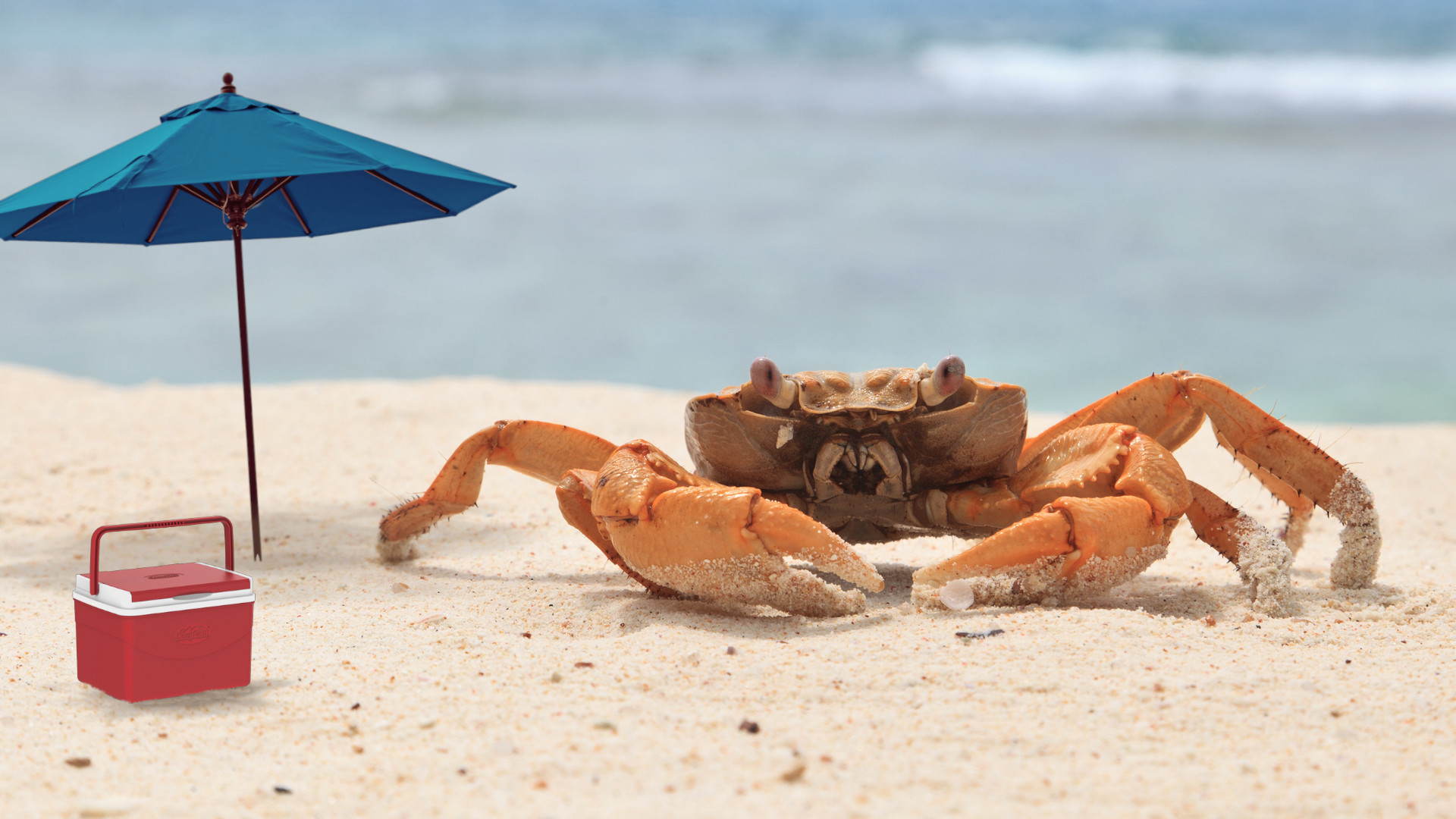 Crab beach body